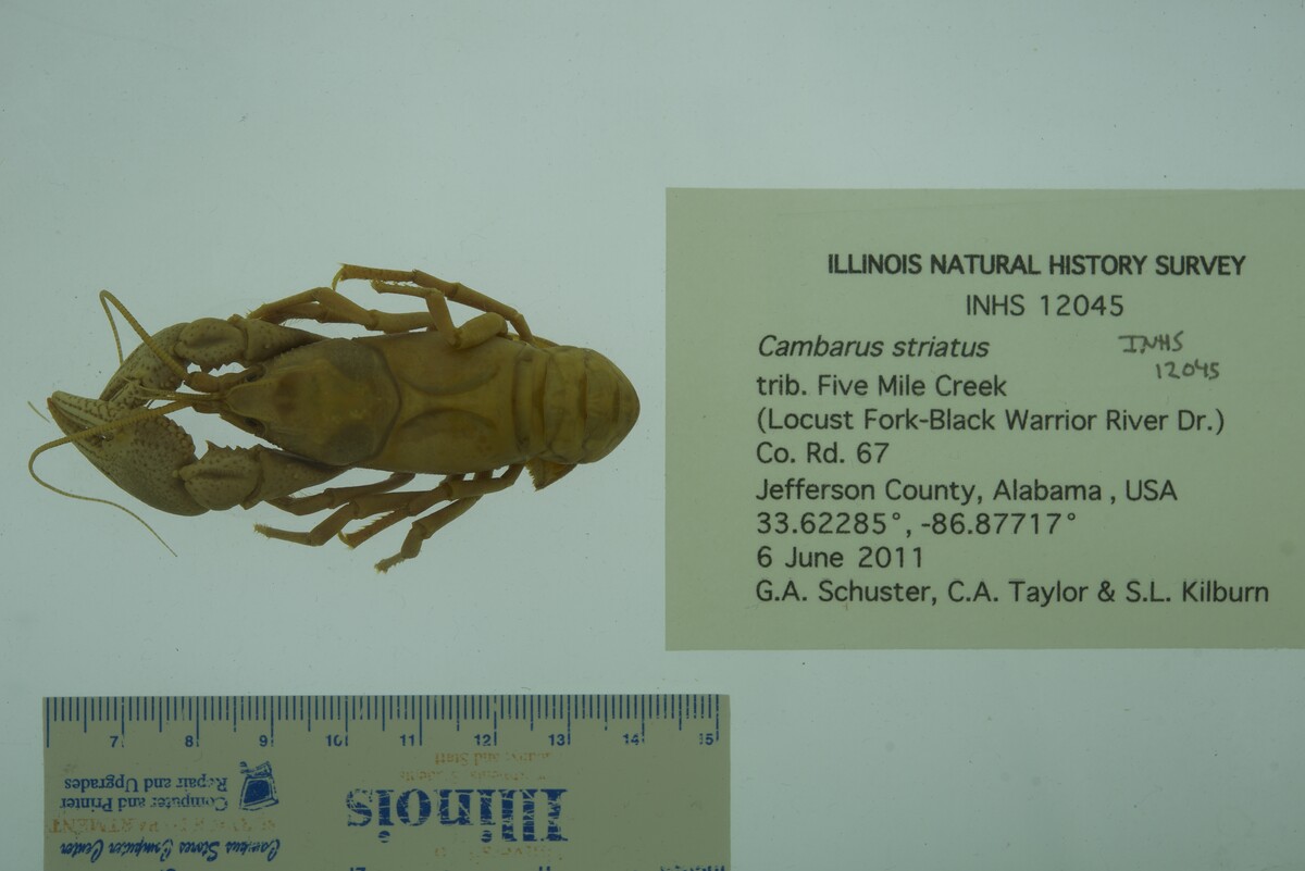 Cambarus striatus image